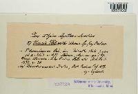 Puccinia helianthi image