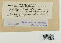 Puccinia helianthi image