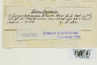 Puccinia helianthi image