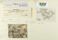 Puccinia saxifragae image