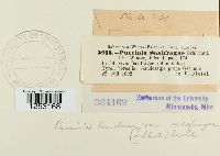 Puccinia saxifragae image