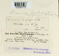 Puccinia saxifragae image