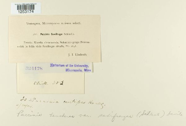 Puccinia saxifragae image