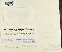 Puccinia saxifragae image