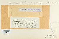 Puccinia saxifragae image