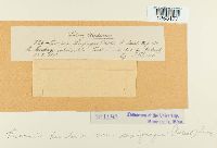 Puccinia saxifragae image