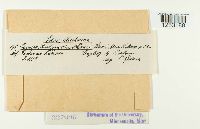 Puccinia hieracii image