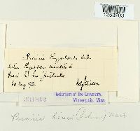 Puccinia hieracii image