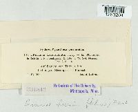 Puccinia hieracii image