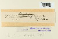 Puccinia hordei image