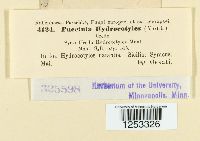 Puccinia hordei image