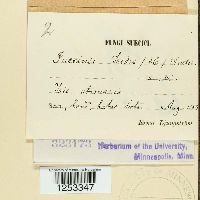 Puccinia iridis image