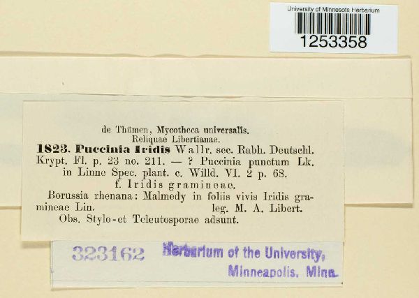 Puccinia iridis image
