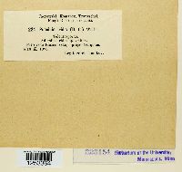 Puccinia iridis image