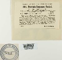 Puccinia lapsanae image