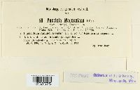 Puccinia magnusiana image