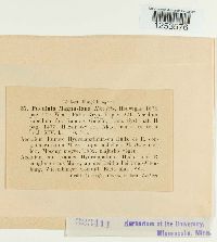 Puccinia magnusiana image