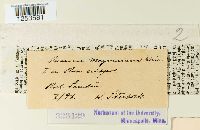 Puccinia magnusiana image