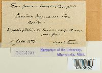 Puccinia magnusiana image