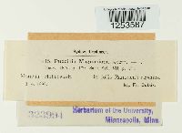 Puccinia magnusiana image