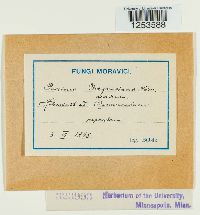 Puccinia magnusiana image