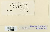 Puccinia magnusiana image