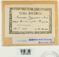 Puccinia magnusiana image