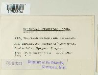 Puccinia magnusiana image