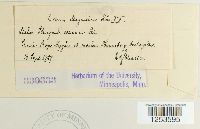 Puccinia magnusiana image