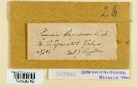 Puccinia magnusiana image