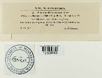 Puccinia malvacearum image