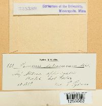 Puccinia malvacearum image