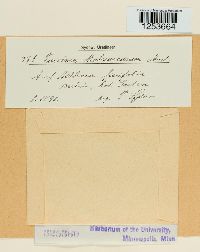 Puccinia malvacearum image