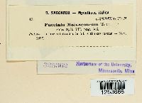 Puccinia malvacearum image