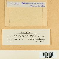 Puccinia malvacearum image