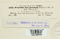 Puccinia malvacearum image