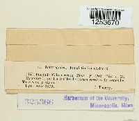 Puccinia malvacearum image