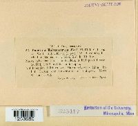 Puccinia malvacearum image