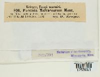 Puccinia malvacearum image