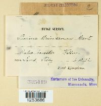 Puccinia malvacearum image