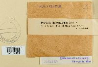 Puccinia malvacearum image