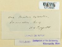 Puccinia malvacearum image