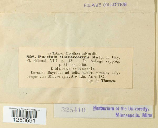 Puccinia malvacearum image