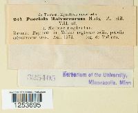 Puccinia malvacearum image