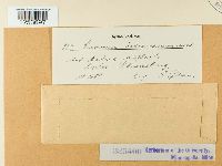 Puccinia malvacearum image