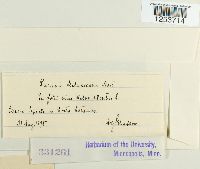 Puccinia malvacearum image