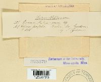 Puccinia malvacearum image