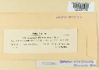 Puccinia malvacearum image