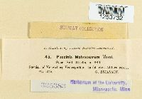 Puccinia malvacearum image