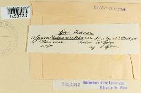 Puccinia malvacearum image